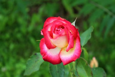 Çiçekli tam açık parlak kırmızı ve beyaz renk kombinasyonu koyu yeşil yaprakları ile sıcak güneşli gün arka plan gül