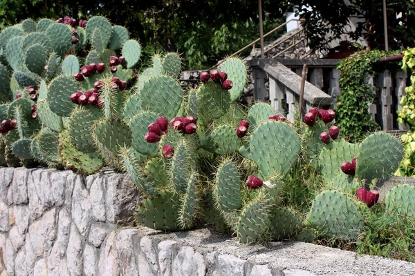Barbary incir veya Opuntia ficus-indica veya Prickly armut veya Hint incir Opuntia veya kaktüs armut ya da sıcak güneşli yaz gününde yerel bahçede geleneksel taş duvarın üstüne dikilmiş birden fazla taze kahverengi meyve ve iğneler ile Spineless kaktüs bitkiler