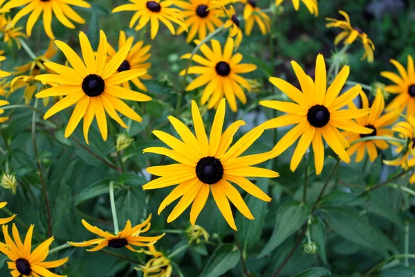 Susan Dagli Occhi Neri Rudbeckia Hirta Brown Dagli Occhi Susan — Foto Stock