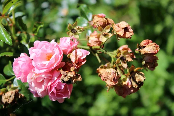 Blooming Open Bright Pink Roses Surrounded Withered Dry Roses Petals — Stock Photo, Image