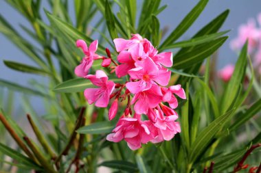 Tam açık çiçeklenme pembe çiçekler ile Oleander veya nerium Oleander çalı bitkileri demet sıcak güneşli yaz gününde uzun koyu yeşil yaprakları ile çevrili su damlaları ile serpilir