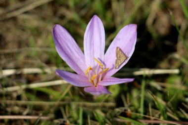Safran Crocus veya Crocus sativus sonbahar çiçekli çok yıllık bitki açık mor yaprakları üzerinde oturan tam açık kanatlar ile kelebek sıcak güneşli yaz gününde Kuru Çim ve diğer küçük bitkiler ile çevrili