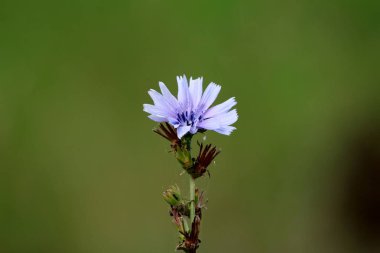Sıcak güneşli gün koyu yeşil arka planda parlak tam açık çiçeklenme mavi çiçek ile ortak hindiba veya Cichorium intybus Woody çok yıllık otsu bitki