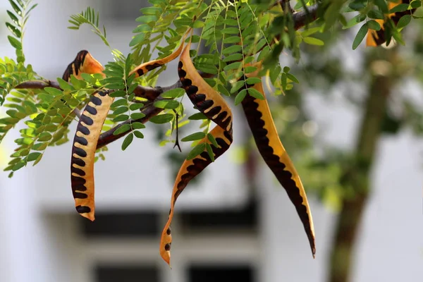 Carob ağacı veya Ceratonia Siliqua veya Saint Johns ekmek veya Locust fasulye veya Locust ağaç veya Carob Bush çiçek dökmeyen ağaç tek şube üzerinde birden fazla kısmen olgun yenilebilir Kapsüller sıcak yaz gününde yeşil yaprakları ile çevrili