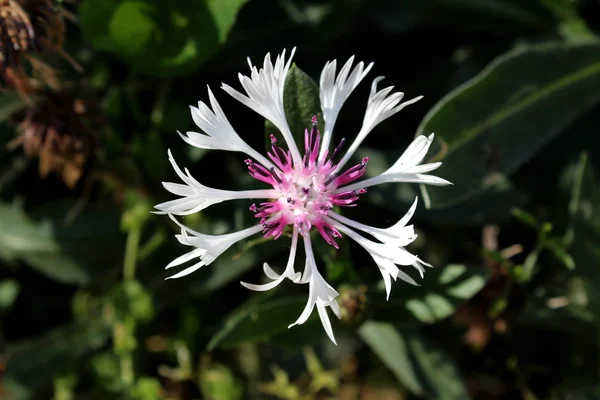 Yerel bahçede kalın koyu yeşil yaprakları arka planda beyaz çiçeklerle çevrili belirgin mor merkezi ile Centaurea Montana mor kalp veya dağ peygamber çiçeği çok yıllık yaprak döken Hardy peygamber çiçeği bitki