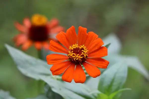 暖かい晴れた日に背景に緑の葉と他の花に囲まれた黄色の中心と厚いオレンジ色の花びらの単一の行を持つ美しい完全に開いて咲くジニアの花 — ストック写真