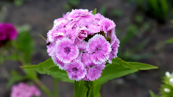 Rosa Weiße Und Lila Blume Bestehend Aus Mehreren Kleineren Blüten — Stockfoto