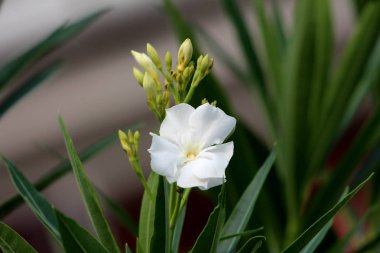 Sıcak güneşli yaz gününde uzun koyu yeşil yaprakları ile çevrili kapalı çiçek tomurcukları yanında tam açık çiçeklenme beyaz çiçek ile tek beyaz Oleander veya nerium Oleander çalı bitki