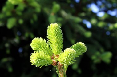 Small young pine branch with bright light green soft needles on dark green leaves background in local garden on warm sunny day