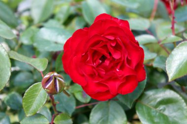Çiçek açan büyük kırmızı kalın yeşil yaprakları arka planda küçük kapalı gül tomurcuk yanında gül