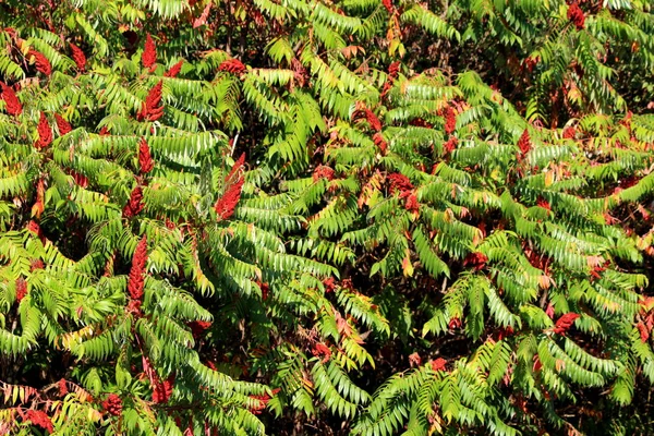 Staghorn Sumaka Lub Rhus Odurzający Małe Drzewa Posadzone Obok Siebie — Zdjęcie stockowe