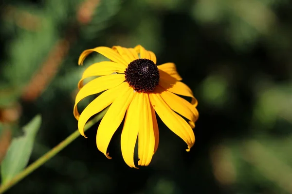 Susan Dagli Occhi Neri Rudbeckia Hirta Brown Dagli Occhi Susan — Foto Stock