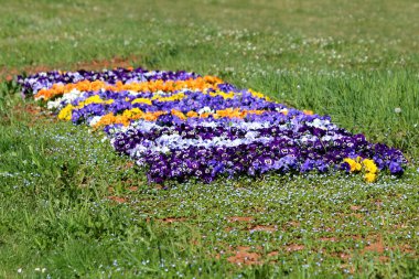 Flower carpet made of Wild pansy or Viola tricolor or Johnny jump up or Heartsease or Hearts ease or Hearts delight or Tickle my fancy or Jack jump up and kiss me or Come and cuddle me or Three faces in a hood or Love in idleness small wild flowers