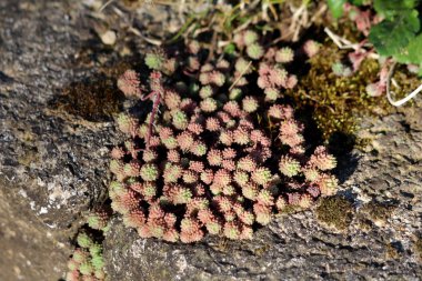 Sedum veya stonecrop Hardy etli zemin kalın etli yaprakları ve etli sıcak güneşli bahar gününde büyük taş kapsayan yerel bahçede büyüyen kaynaklanıyor koyu kırmızı bitki için çok yıllık yeşil kapak