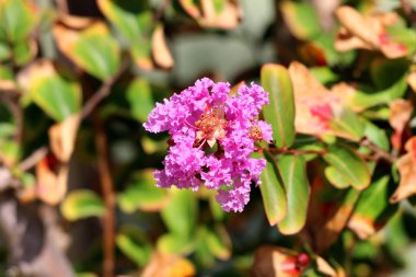Crepe Myrtle veya lagerstroemia Indica veya crape Mersin veya crepeflower yaprak döken ağaç bitki tek şube koyu yeşil ve kısmen kahverengi yaprakları ile çevrili tam açık çiçeklenme açık pembe çiçekler ile yerel garde dikilmiş bronz kenarları içeren