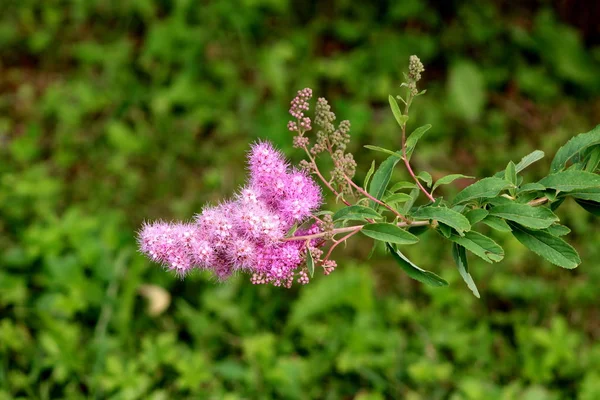 Spirea Triumphans Spiraea Billardii Triumphans Spiraea Menziesii Triumphans Garden Hybrid — стоковое фото