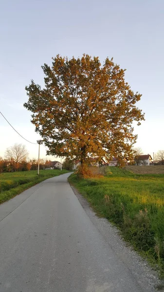 Kahverengi yaprakları ile Mighty uzun boylu ağaç yerel yolun yanında kesilmemiş yeşil çim ve evler gün batımı ile çevrili
