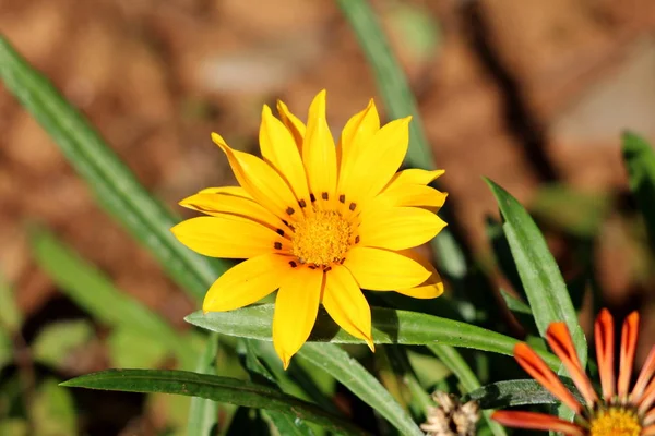 Flor Del Tesoro Rigens Gazania Planta Perenne Medio Resistente Con — Foto de Stock