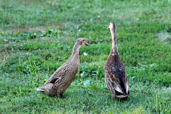 Deux Canards Avec Des Plumes Brun Clair Gris Foncé Debout — Photo