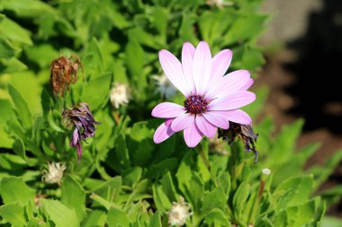 African daisies or Osteospermum or Daisy bushes plant with light violet flower with missing petals and colorful dark violet center surrounded with withered flowers and light green leaves on warm sunny day