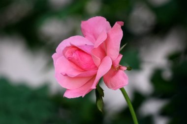 Güzel katmanlı pembe sıcak güneşli gün yerel bahçede sivri koyu yeşil yaprakları ile çevrili kalın yaprakları açmak için başlayan gül