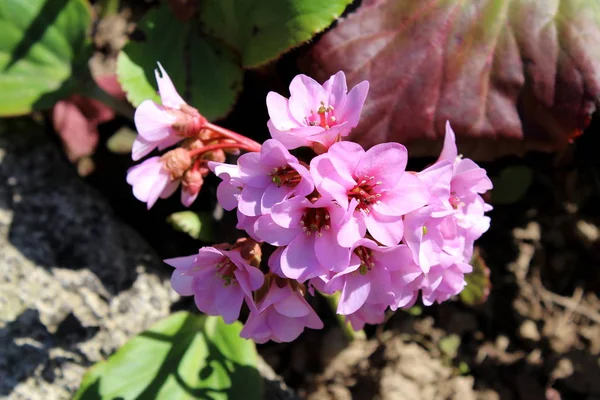 Bergenia Pequeno Bando Flores Roxas Claras Crescendo Jardim Local Dia — Fotografia de Stock