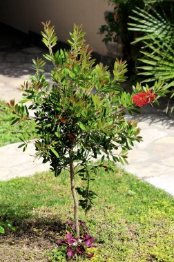 Bottlebrush veya callistemon bitki küçük ağaç çiçek tomurcukları ile yerel bahçede dikilmiş ve sıcak güneşli günde her başak sarı üst ile çiçek gibi bir büyük tam açık parlak kırmızı silindirik fırça