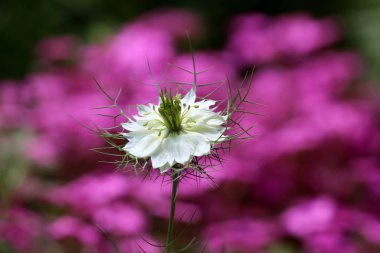 Sıcak güneşli bir gün mor çiçekler arka planda küçük yeşil sivri ile çevrili rezene çiçek veya Foeniculum vulgare beyaz çiçek