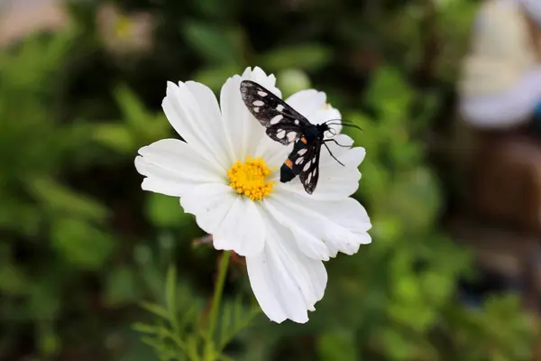 Cosmos Jardim Cosmos Bipinnatus Mexicano Aster Flor Branca Pura Com — Fotografia de Stock