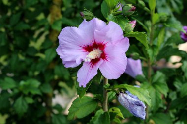 Tek Hibiscus syriacus veya gül Sharon veya Suriye ketmia ya da gül Mallow veya St Josephs çubuk çiçeklenme menekşe ve koyu kırmızı trompet şekilli çiçek ve koyu yeşil yaprakları üzerinde beyaz stamens şeklinde çiçekli Hardy yaprak döken çalı bitki 