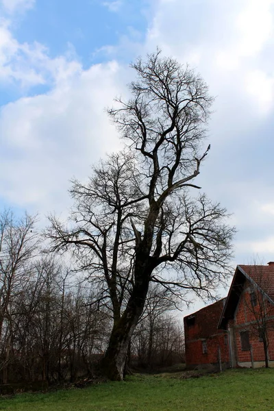 Wysokie Potężne Drzewo Bez Liści Rośnie Powyżej Czerwonej Cegły Domu — Zdjęcie stockowe