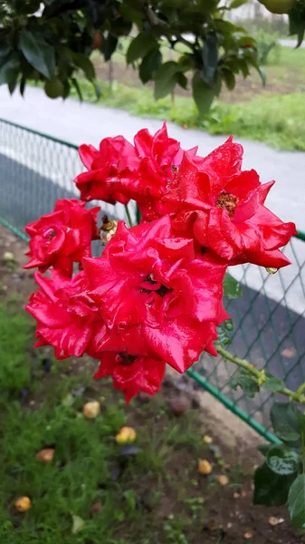 Několik Červených Zahradních Růží Pokrytých Ranní Rosou Pod Velkým Stromem — Stock fotografie