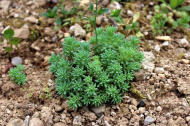 Sedum veya stonecrop Hardy etli zemin kalın ile çok yıllık yeşil bitki kapağı, etli yaprakları, etli kaynaklanıyor ve yıldız şeklinde çiçekler kümeleri yerel bahçede sa küçük Bush büyüyen