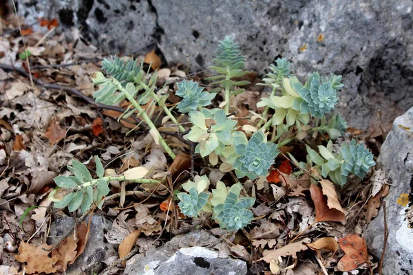 Sedum Stonecrop Folha Perene Suculenta Com Plantas Folhas Armazenamento Água — Fotografia de Stock