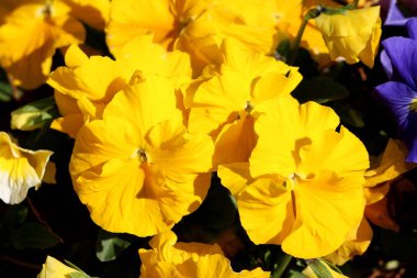 Sarı yabani Pansy veya Viola Tricolor veya Johnny atlamak veya Heartsease veya Hearts kolaylığı veya Hearts zevk veya Tickle benim fantezi ya da Jack yukarı atlamak ve beni öpmek ya da gel ve beni kucaklamak ya da üç yüzler bir kaput veya aşk ininde küçük vahşi çiçekler