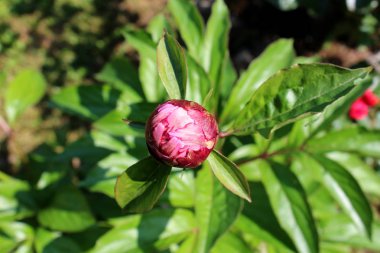 Sıcak güneşli bir gün yerel bahçede kalın yeşil yaprakları ile çevrili şakayık veya Paeony büyük mor çiçek tomurcuk