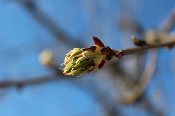 Birnbaum Einzelne Blütenknospe Auf Blauem Himmel Und Äste Hintergrund — Stockfoto