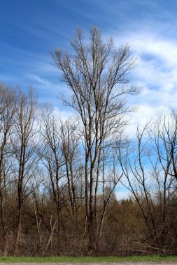 Arka planda bulutlu mavi gökyüzü ile yerel yolun yanında küçük ağaçlar ve diğer kuru orman bitki örtüsü üzerinde yükselen yaprakları olmadan uzun boylu eski ağaç