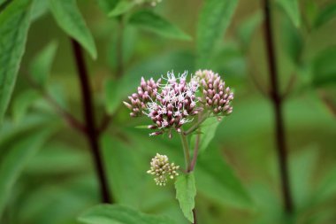 Sıcak yaz gününde yerel bahçede yeşil yaprakları ve diğer bitkiler ile çevrili birden küçük kapalı çiçek tomurcukları ile kokulu eupatorium veya eupatorium japonicum herbase bitki