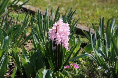Sıcak güneşli bahar gününde yerel bahçede uzun sivri yeşil yaprakları ile çevrili tek başak veya salkımda büyüyen küçük tam açık çiçeklenme pembe çiçekler dolu Hyacinths veya hyacinthus çiçekli bitki