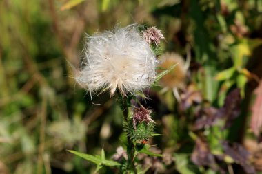 Olgunlaşmış ve açık büyük Dulavratotu veya arctium lappa veya yenilebilir Dulavratotu veya lappa veya Gobo veya dilenciler düğmeler veya Thorny Burr veya mutlu büyük Bienal bitkiler çiçek kafası sıcak güneşli gün yerel bahçede rüzgar yardımıyla tohum atma başladı