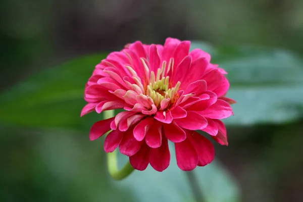 Niesamowite Wielowarstwowe Kwiat Zinnia Pełni Otwarte Kwitnące Warstwowe Różowe Płatki — Zdjęcie stockowe