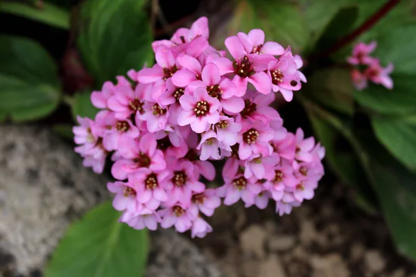 Bergenia Éléphant Oreilles Saxifrage Éléphants Rhizomateux Plante Vivace Feuilles Persistantes — Photo