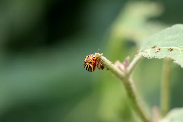 Colorado Potato Beetle Leptinotarsa Decemlineata Colorado Beetle Ten Striped Spearman — Stok fotoğraf