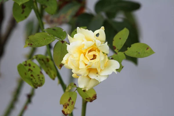 Light Yellow Blooming Rose Leaves Starting Wither Fall Green Leaves — Stock Photo, Image