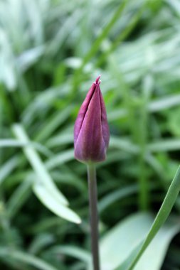 Sıcak güneşli bir gün yerel bahçede koyu yeşil yaprakları ile çevrili tek kök üzerinde büyüyen Lale çiçek tomurcuk kapalı koyu menekşe yaprakları