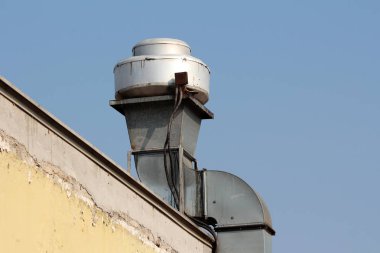 Salatalık veya Cucumis sativus sıcak yaz gününde büyük yeşil yaprakları ile çevrili yerel bahçede büyüyen tek salatalık ile asma bitki sürünüyor