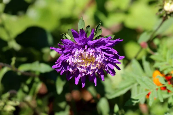 China Aster Callistephus Chinensis Annual Aster Monotypic Genus Flowering Plant — Stock Photo, Image