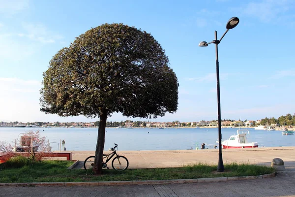 Δέντρο Δίπλα Στο Πεζοδρόμιο Και Ήρεμη Θάλασσα Ποδήλατο Έσκυψε Αυτό — Φωτογραφία Αρχείου