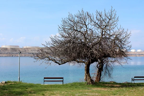 Δέντρο Μεγάλο Δένδρο Και Πυκνά Κλαδιά Χωρίς Φύλλα Δίπλα Πράσινο — Φωτογραφία Αρχείου